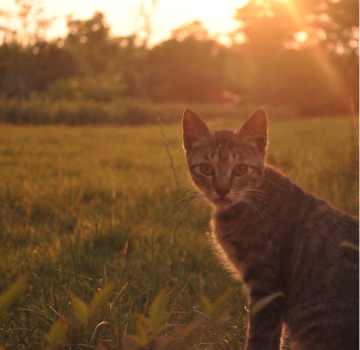 Sunset Cat by lujiao_85